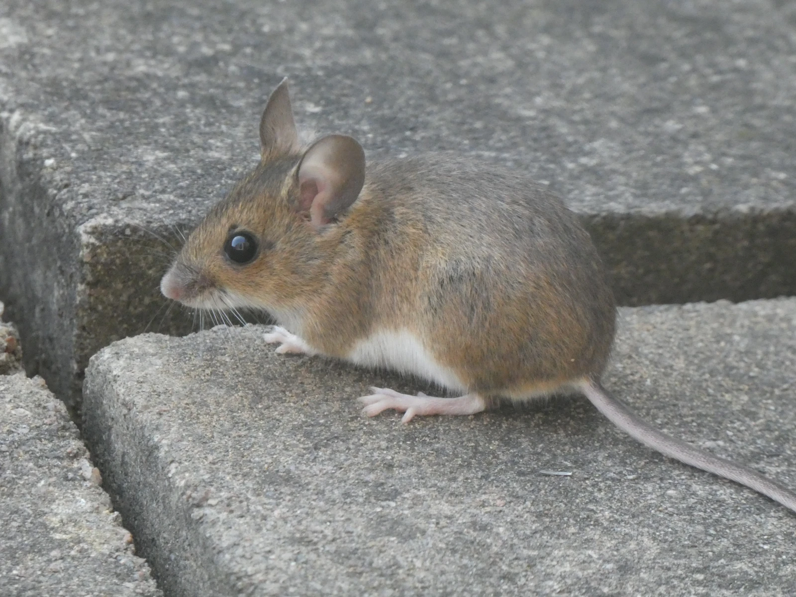 Petite souris grise vue de profil