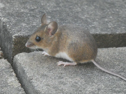 A mouse near a home exterior, a common cold-weather intruder
