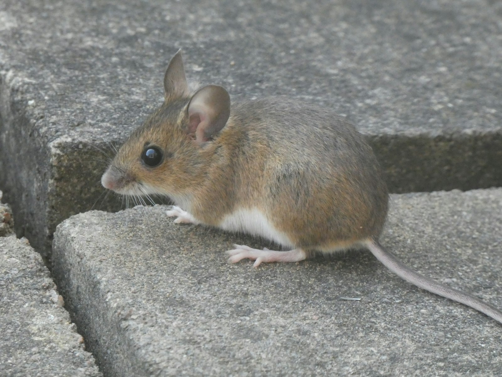House mouse droppings identification signs Dubai home