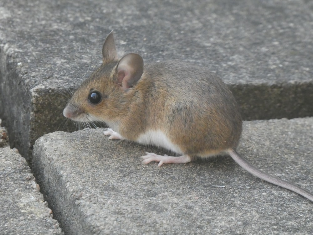 a small mouse sitting on top of a cement block