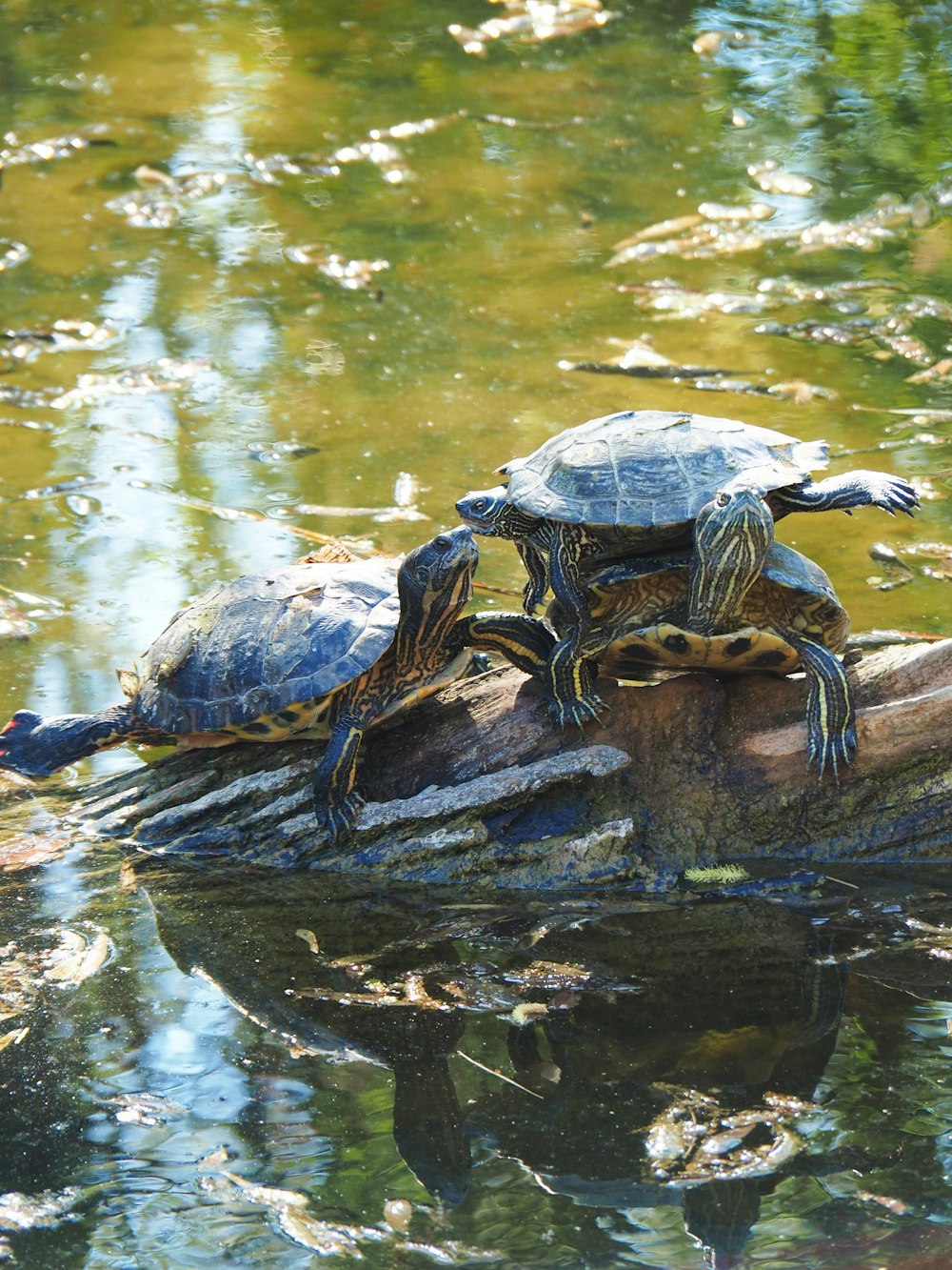 물 속의 통나무 위에 앉아 있는 거북이 무리