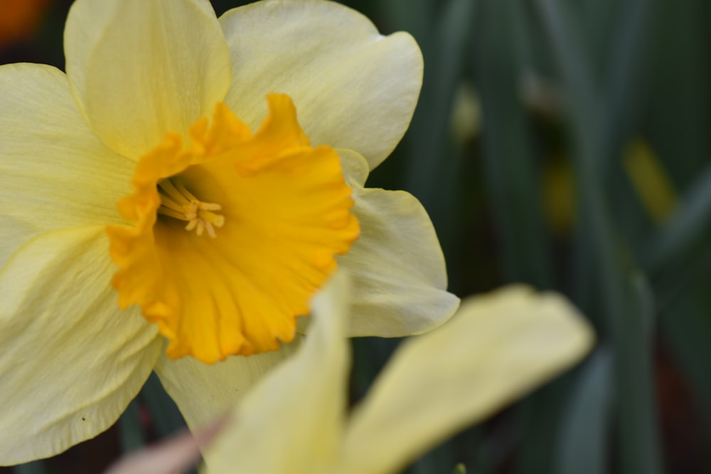 a close up of a yellow and white flower