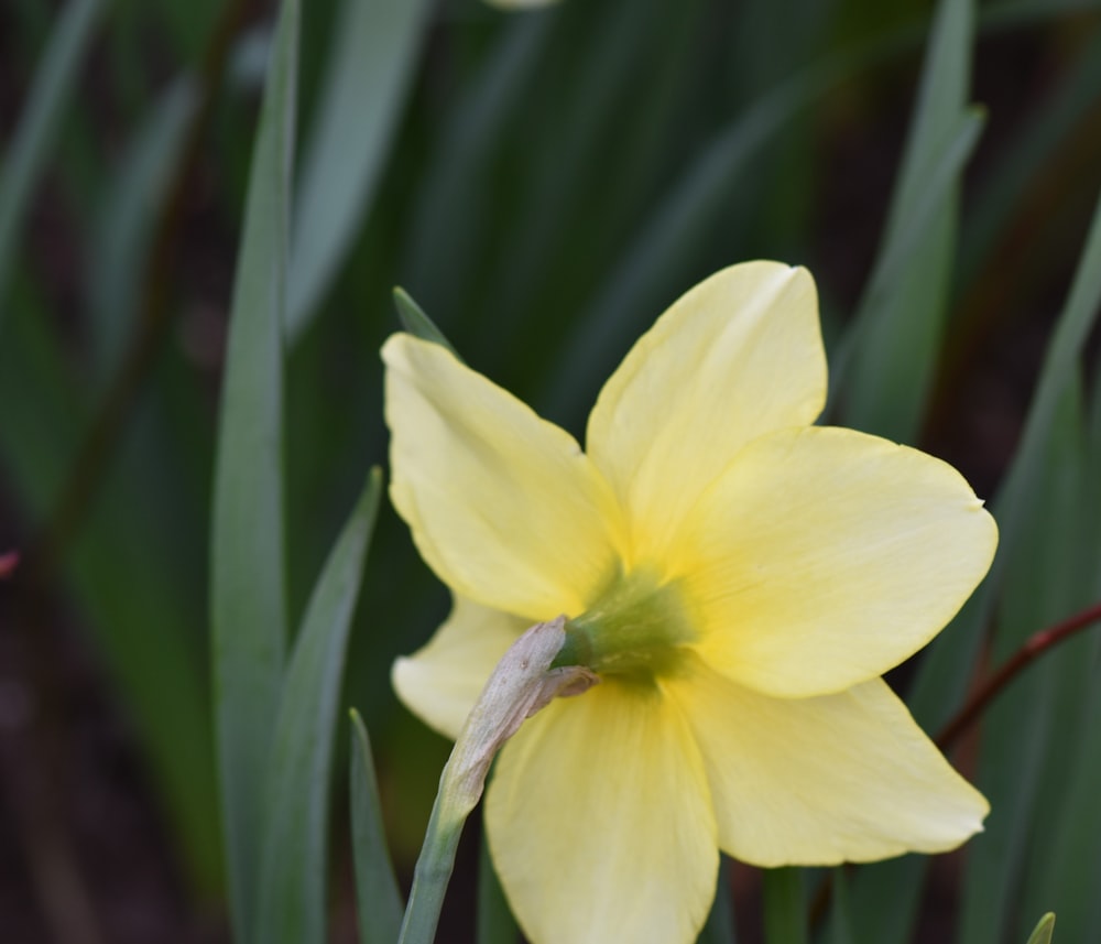 eine gelbe Blume mit grünen Blättern im Hintergrund