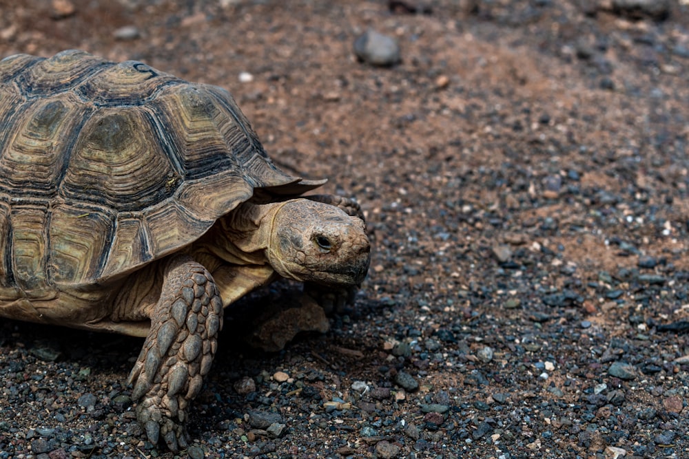 a large turtle walking across a dirt field