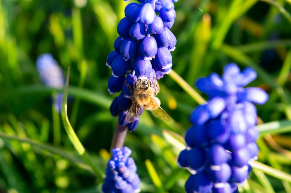 a bee is sitting on a blue flower