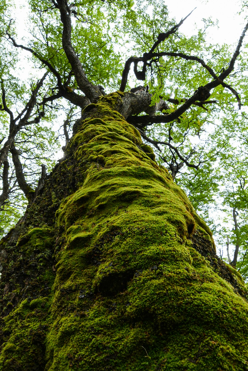 a moss covered tree in the middle of a forest