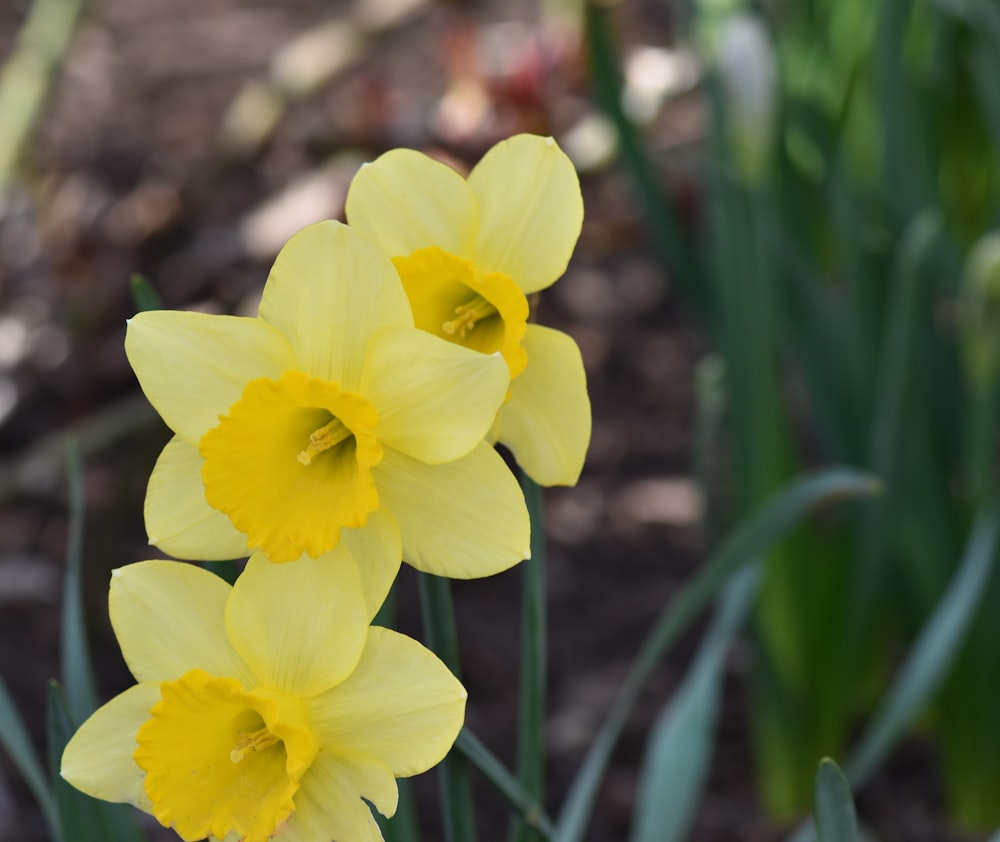 a group of yellow daffodils in a garden