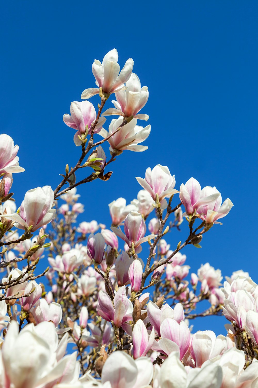 a bunch of flowers that are in the air