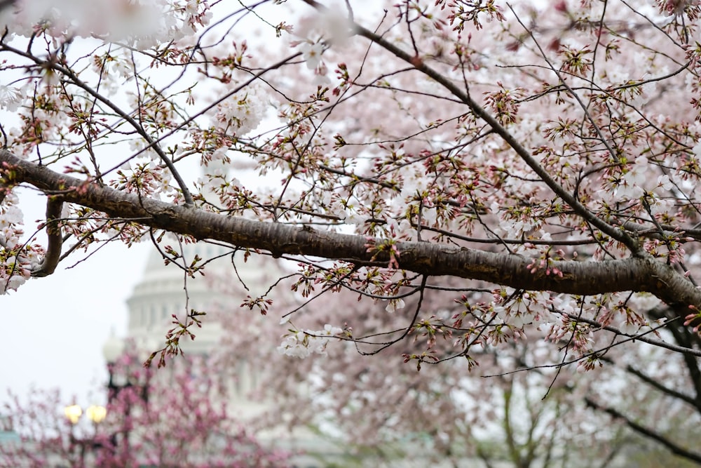 a tree branch with pink flowers in front of a building