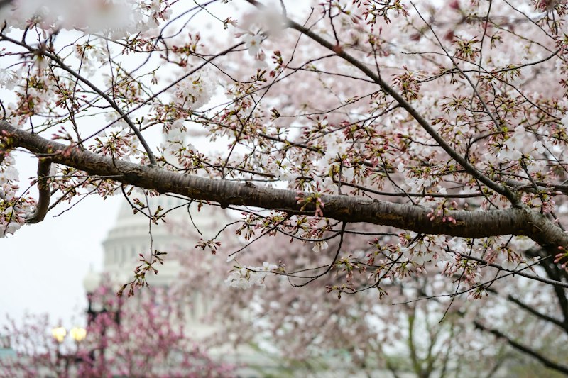 Cherry Blossom Season in DC: Everything You Need to Know