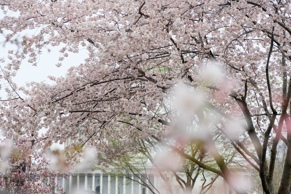 a woman walking down a street next to a tree filled with pink flowers