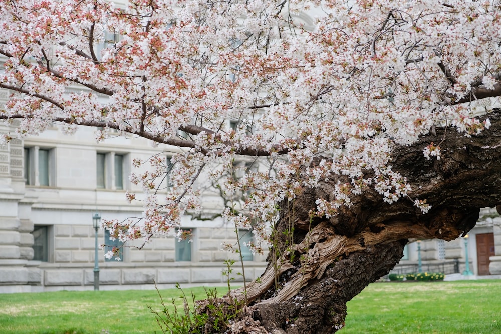 a tree that is in the grass near a building