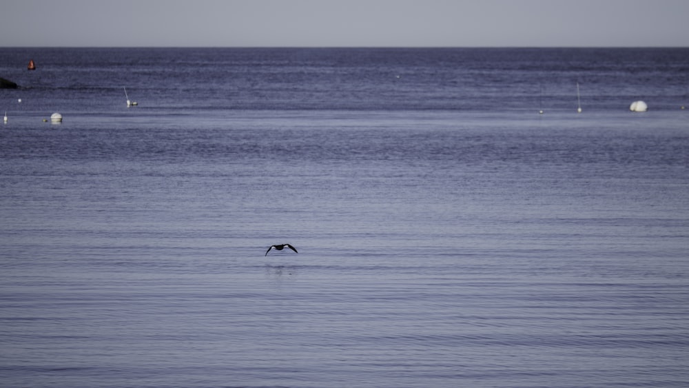 a bird flying over a body of water