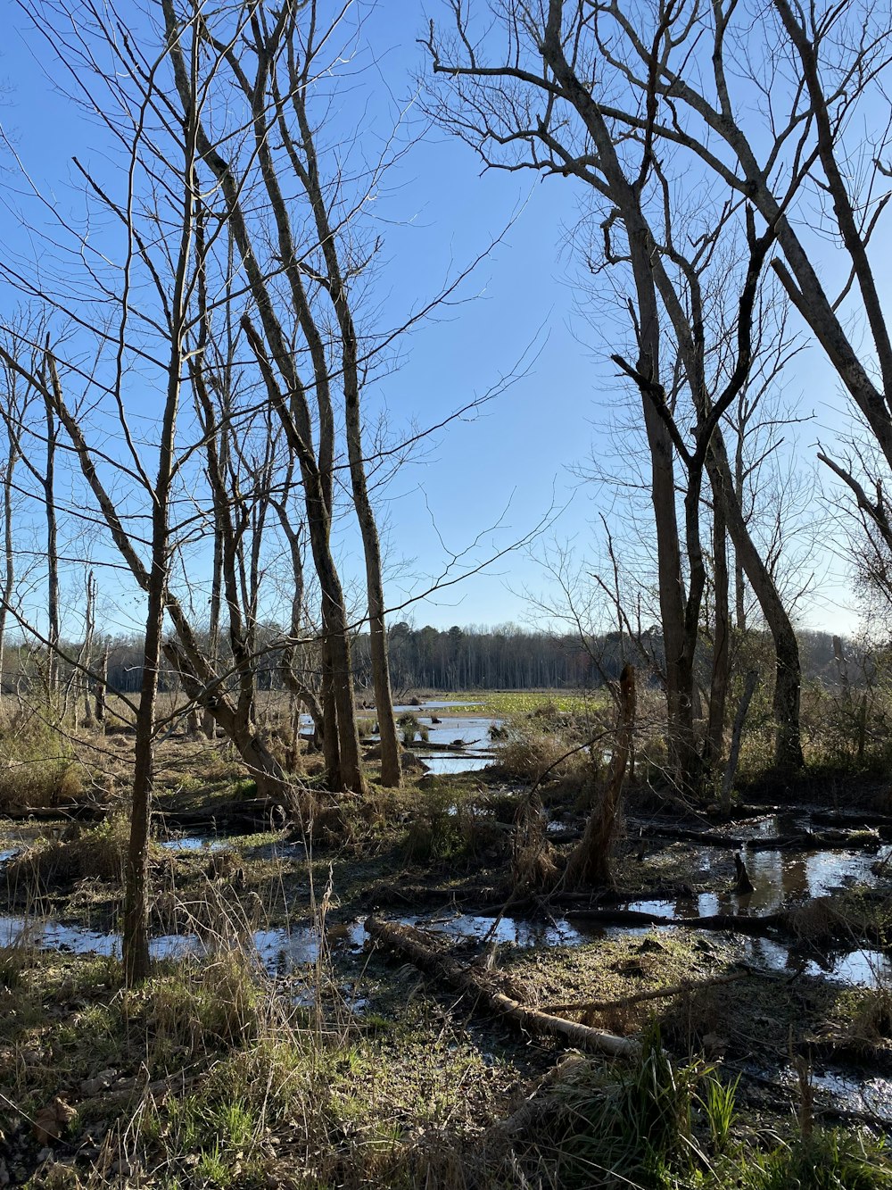 a river running through a forest filled with lots of trees