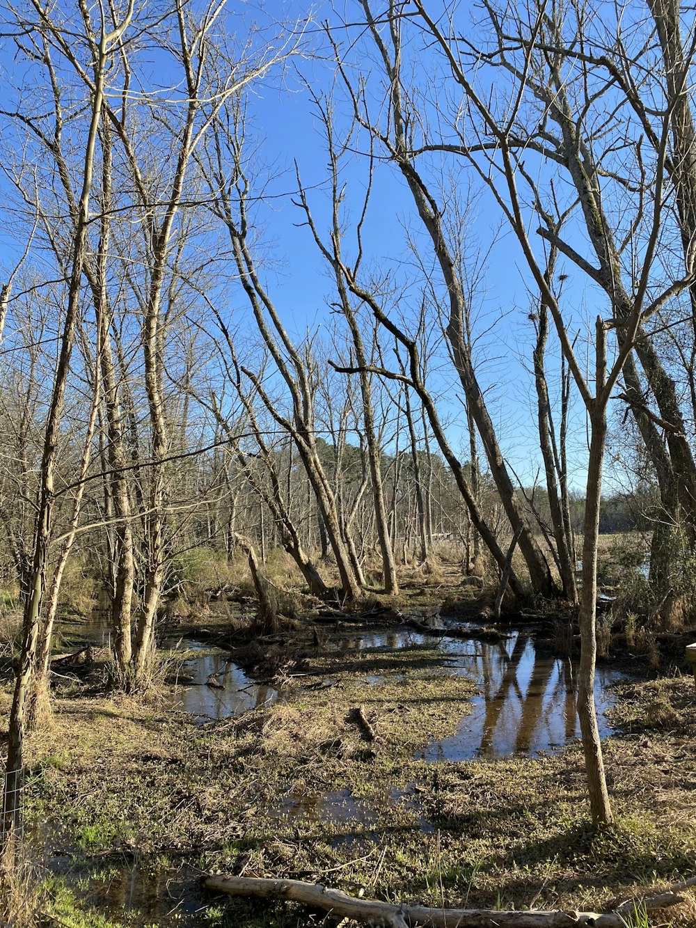 a creek running through a forest filled with lots of trees