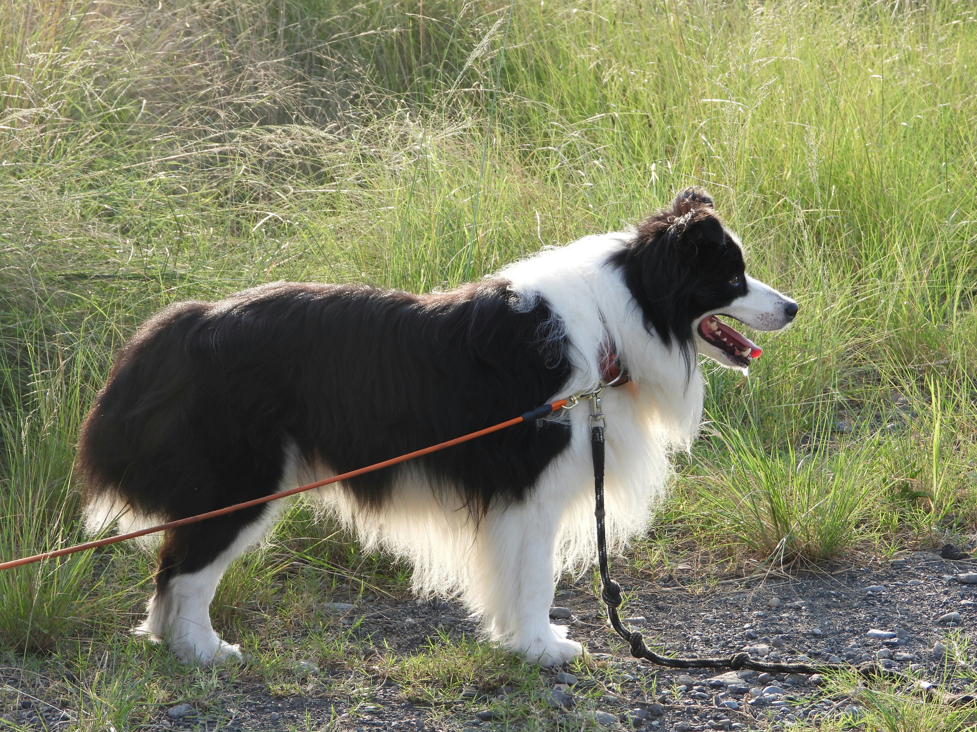 Happy border collie dog on a leash walking in a sunny park, owner hand visible, green background