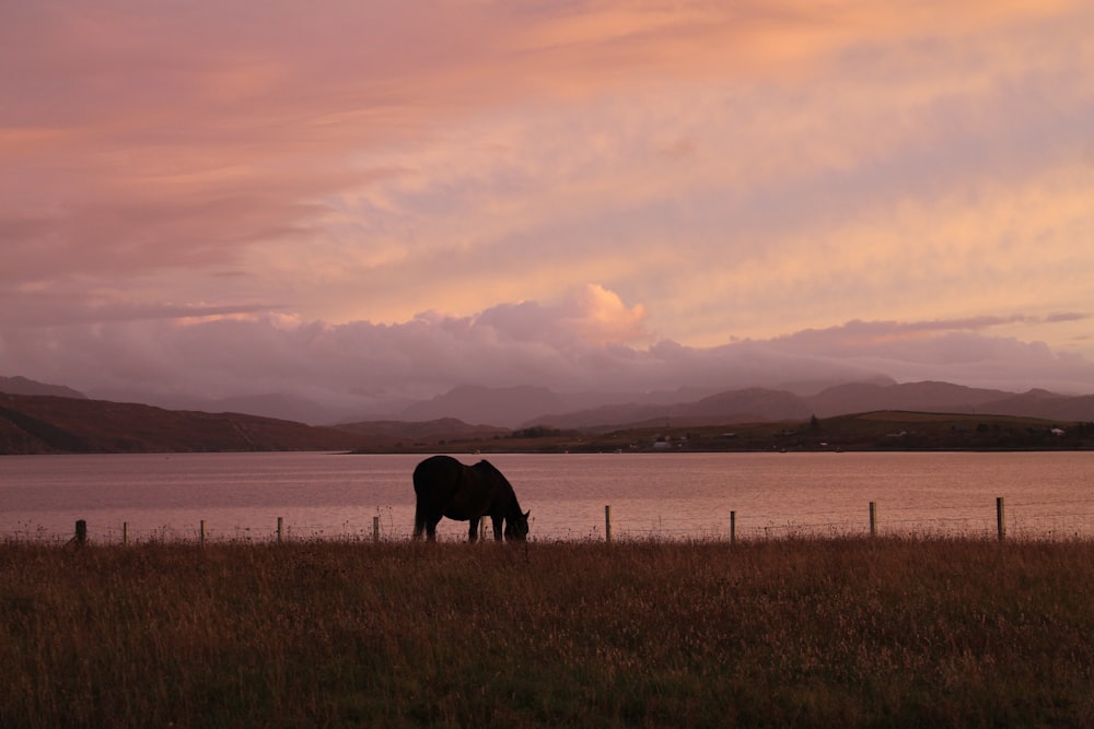 a horse grazing in a field next to a body of water