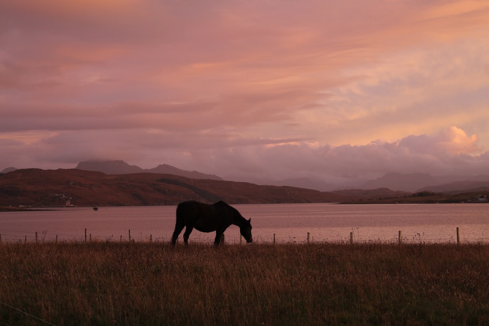 um cavalo em pé em um campo ao lado de um corpo de água