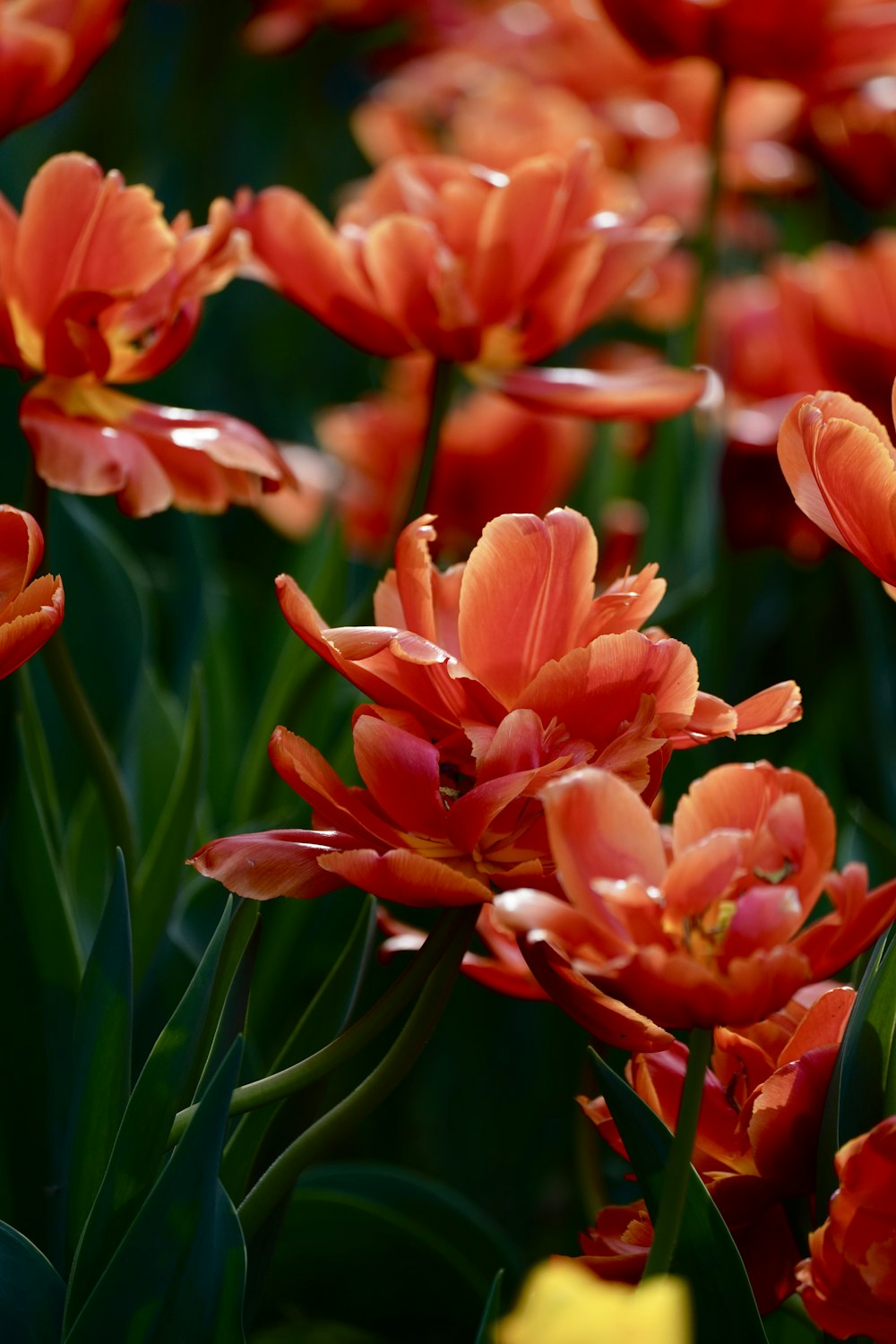 a bunch of red flowers that are in the grass