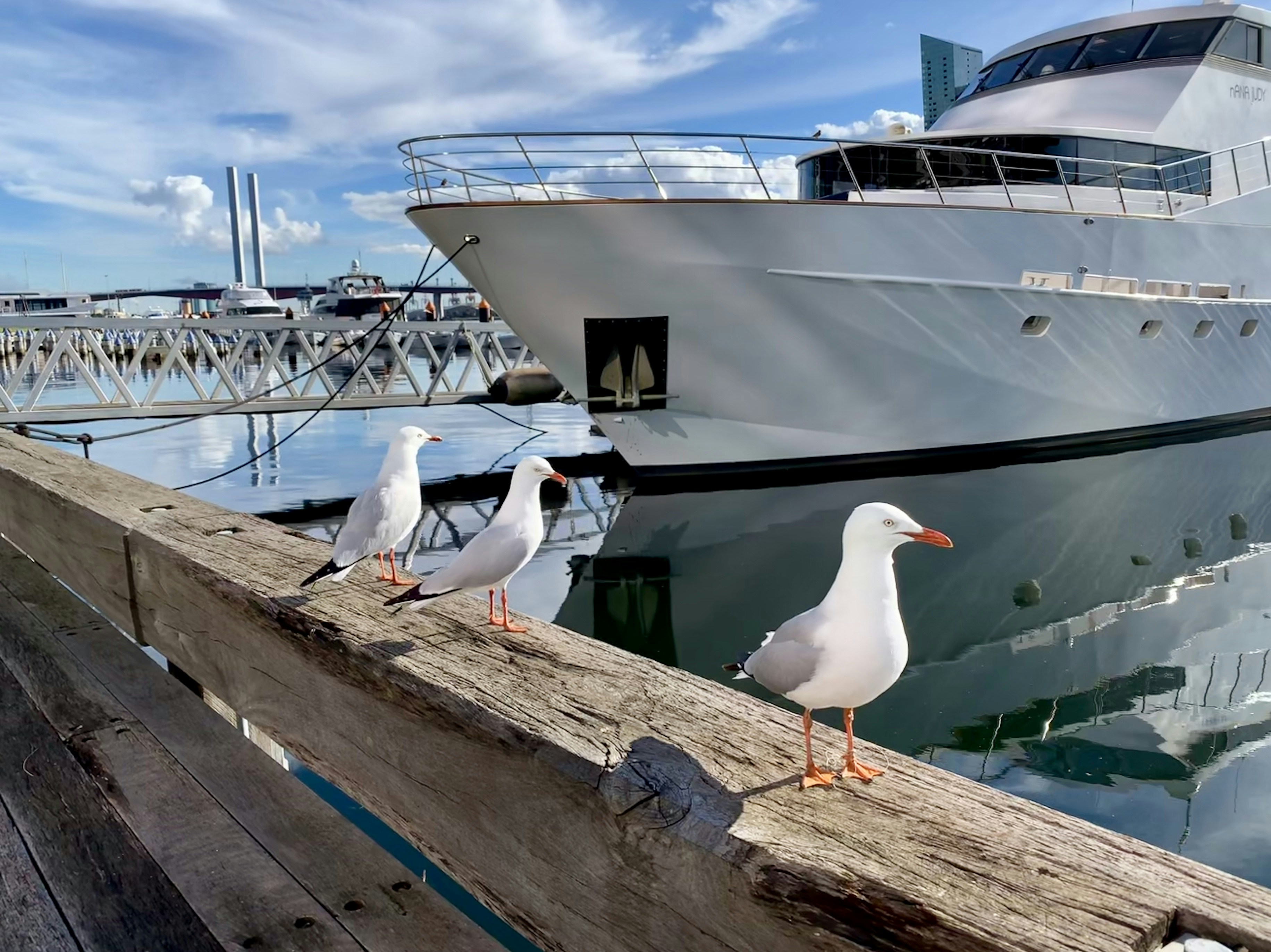 three seagulls are standing on a wooden rail near a boat