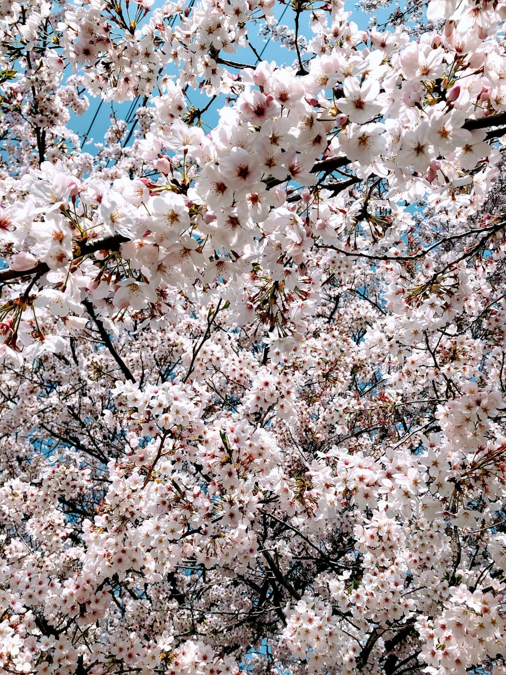 a tree with lots of white flowers on it