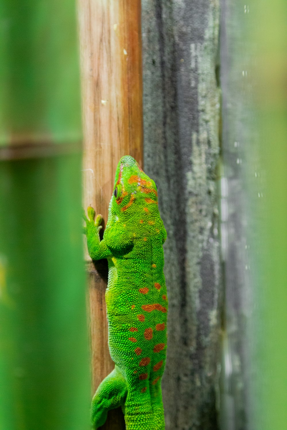 uma lagartixa verde subindo em um poste de madeira