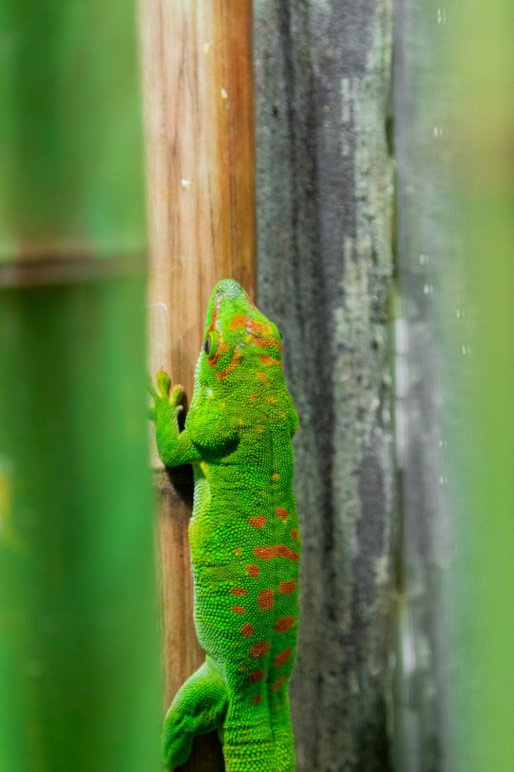 a green gecko climbing up a wooden pole