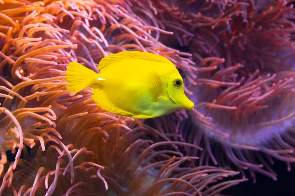 a yellow fish is swimming in the water