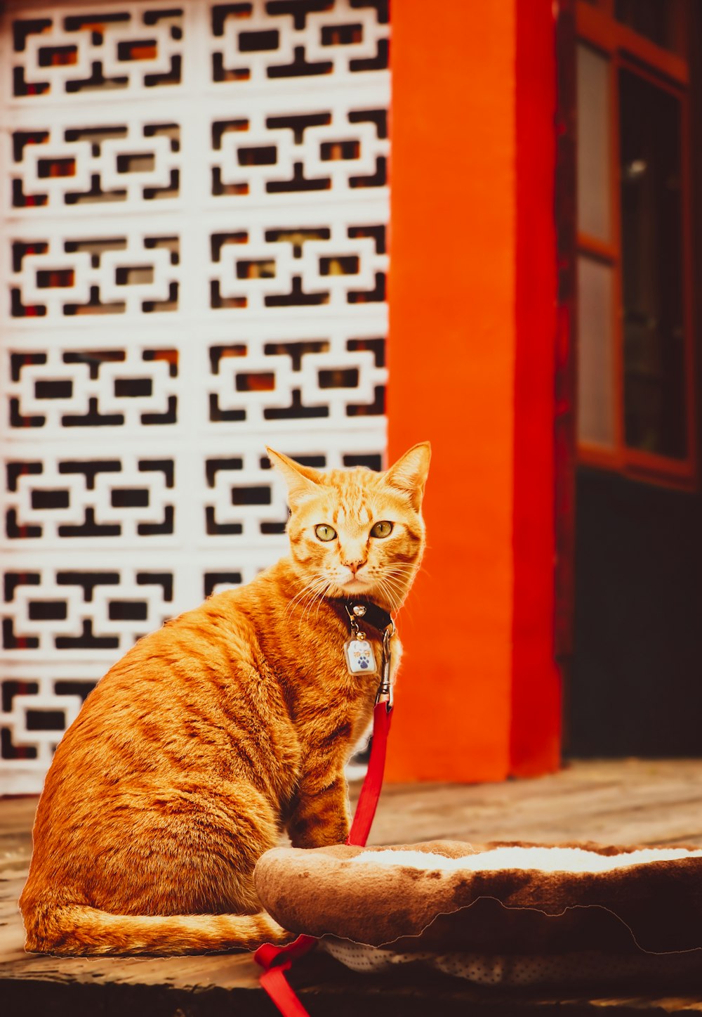 a cat is sitting on the ground with a leash