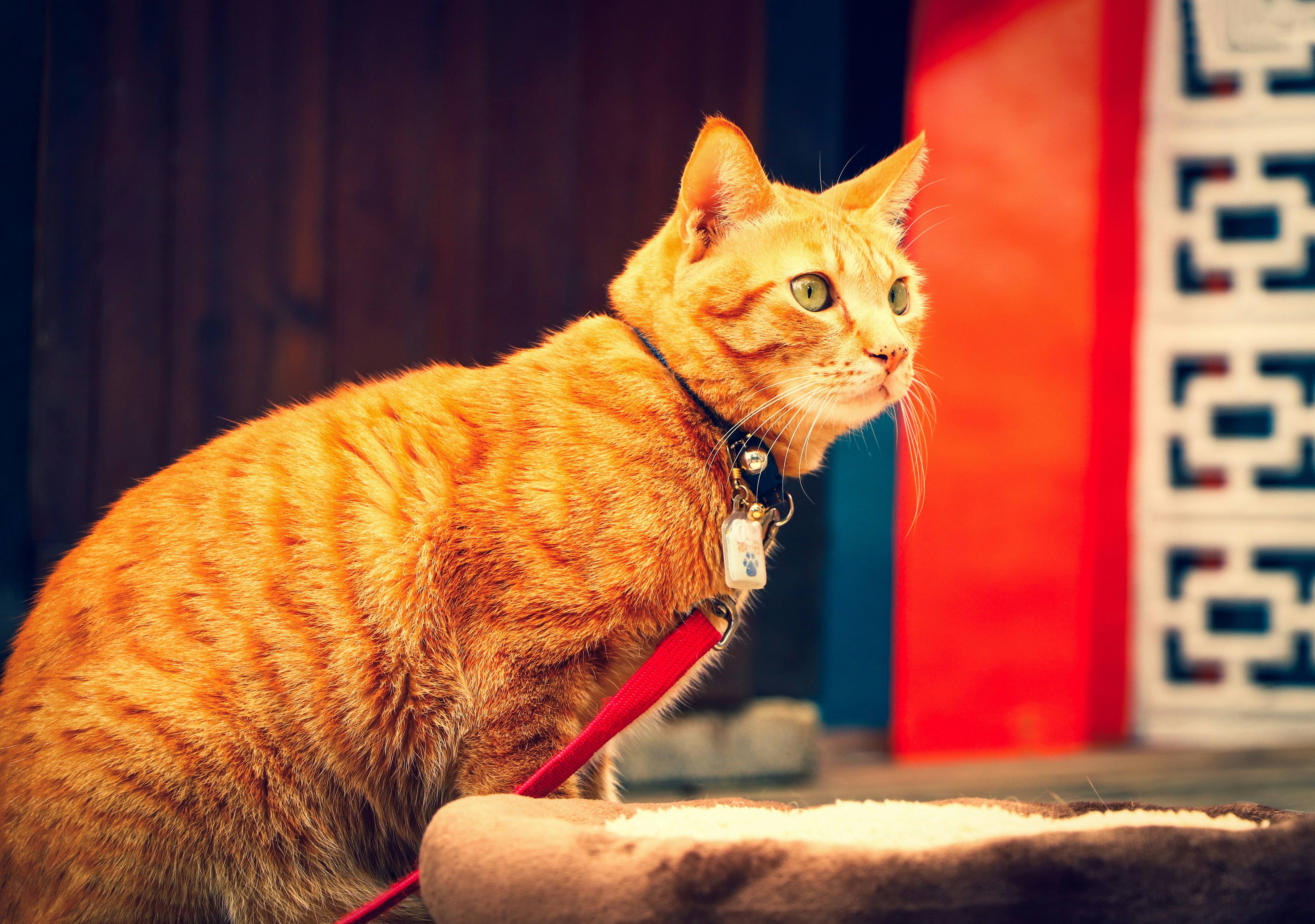 Understanding Jealousy, Separation Anxiety, and Attachment in Cats