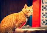 A ginger tabby cat with a collar and tag crouches attentively while connected to a red leash. It has striking green eyes and a fluffy coat. The background features a combination of wooden and brightly colored structures, adding a warm ambiance.