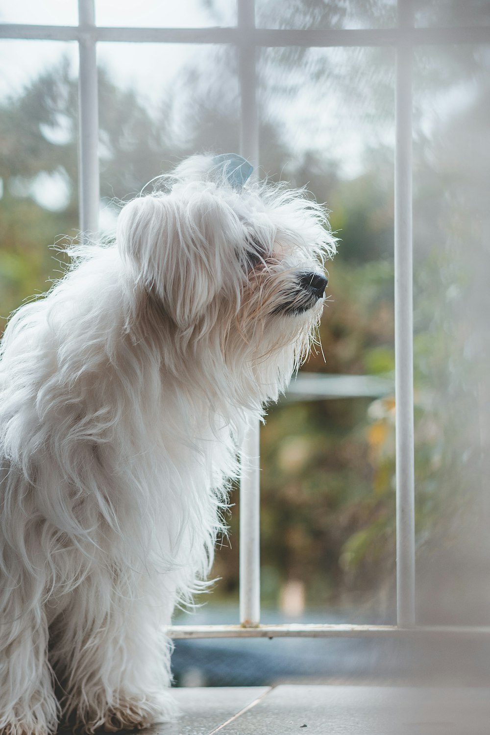 un chien blanc assis devant une fenêtre