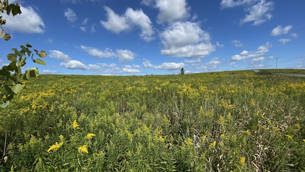 A vibrant wildflower meadow stretching out beneath a bright, sunny sky.
