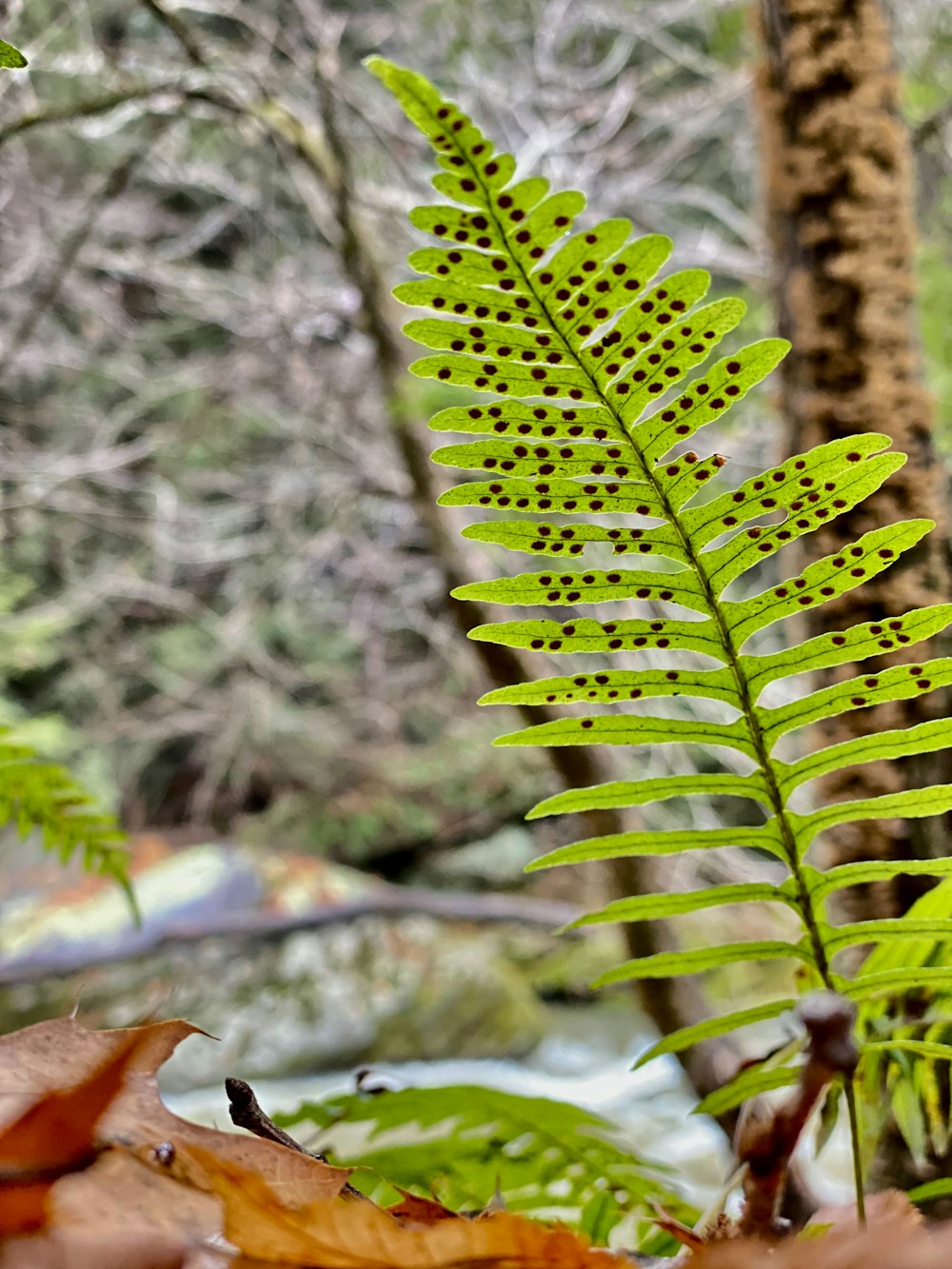 a green fern leaf sitting on top of a leaf covered ground