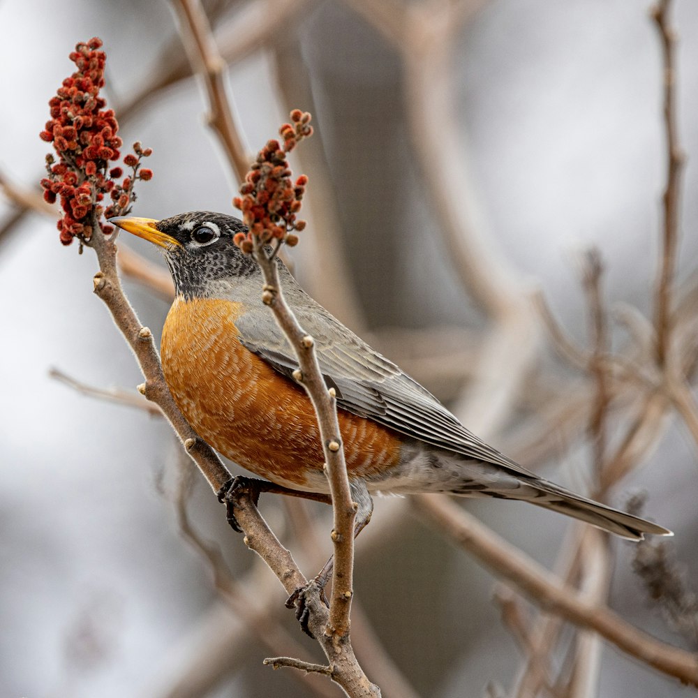 a bird sitting on a branch with berries on it