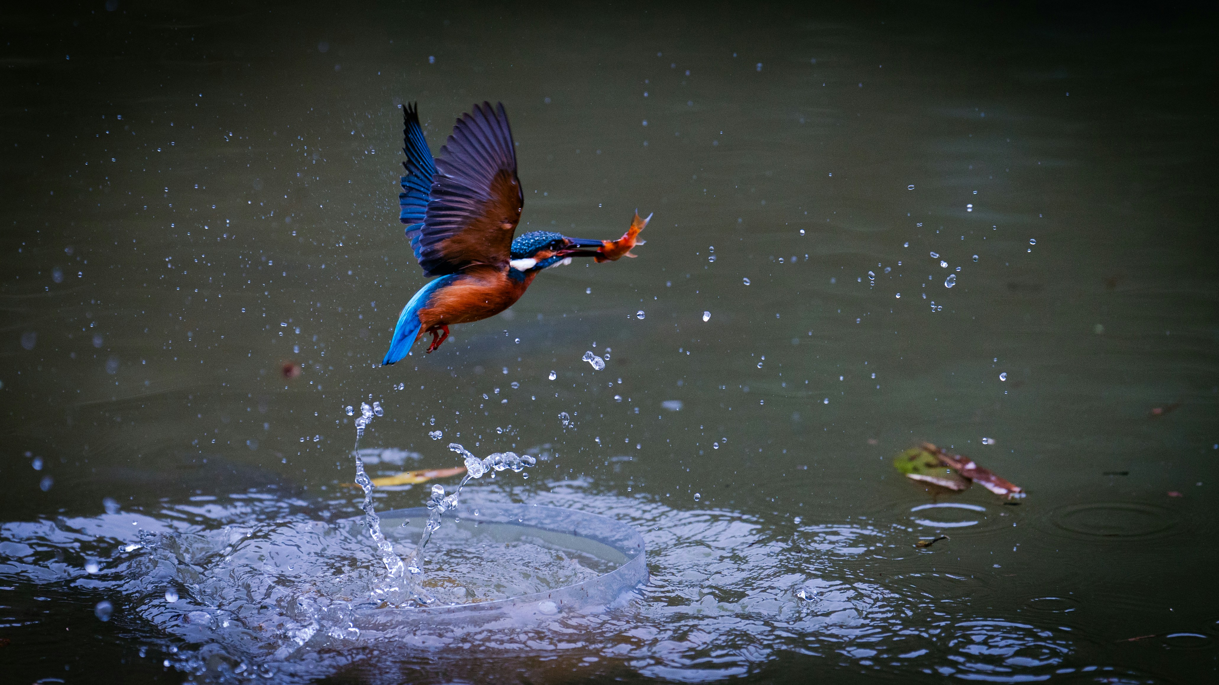 Photo by goodfunlover