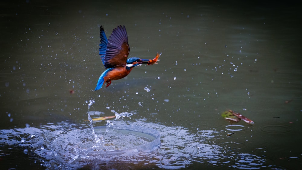 a blue and brown bird flying over a body of water