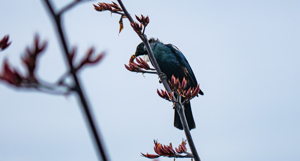 a bird sitting on top of a tree branch