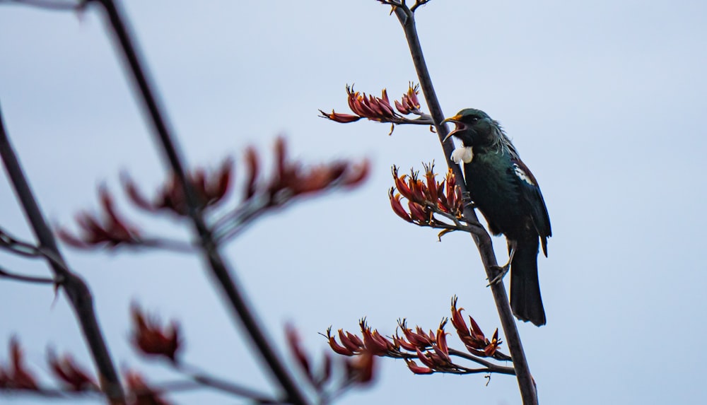 un uccello seduto sulla cima di un ramo d'albero