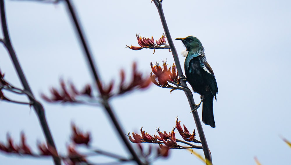 Un pájaro sentado en una rama con flores rojas