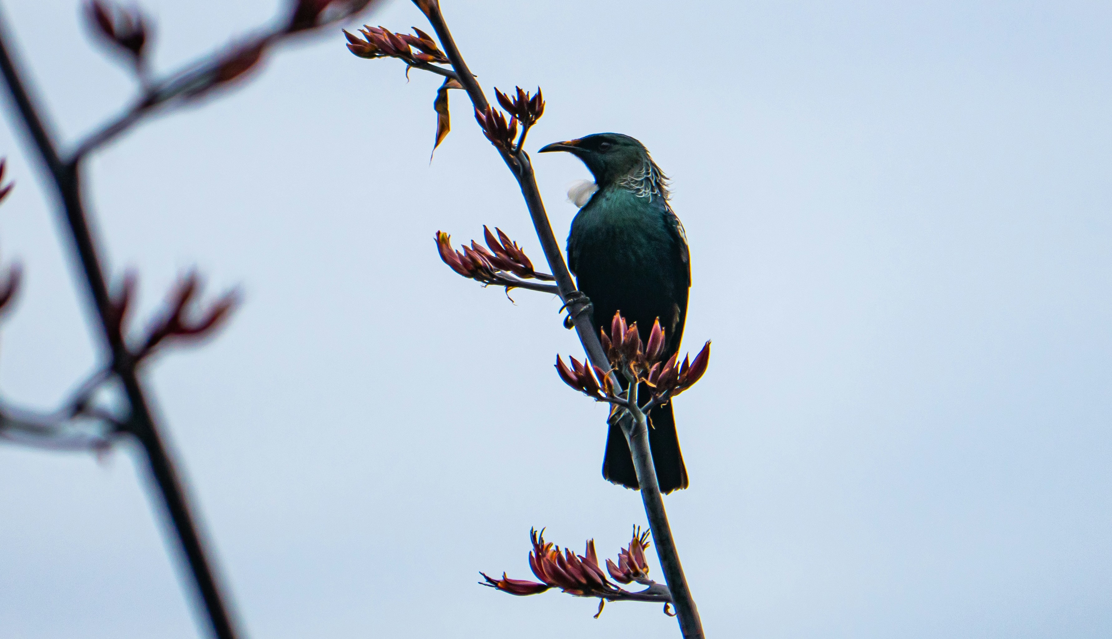a bird sitting on top of a tree branch, 