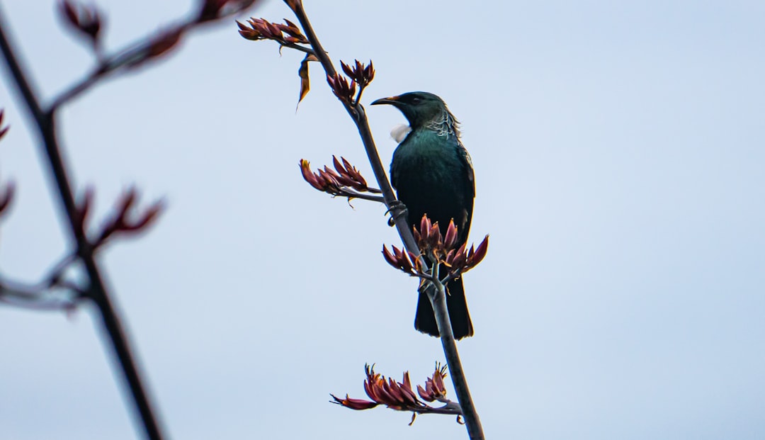 a bird sitting on top of a tree branch,