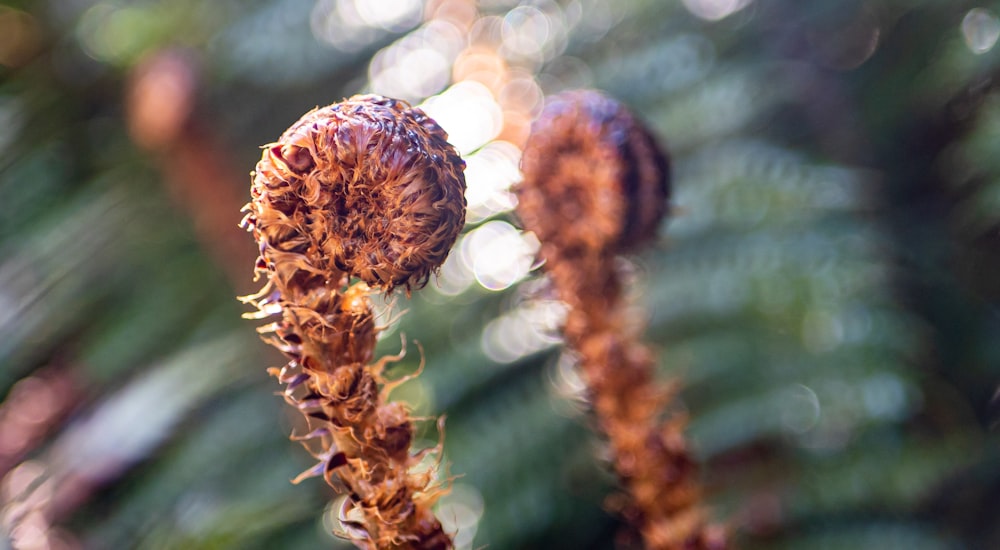 a close up of a plant with a blurry background