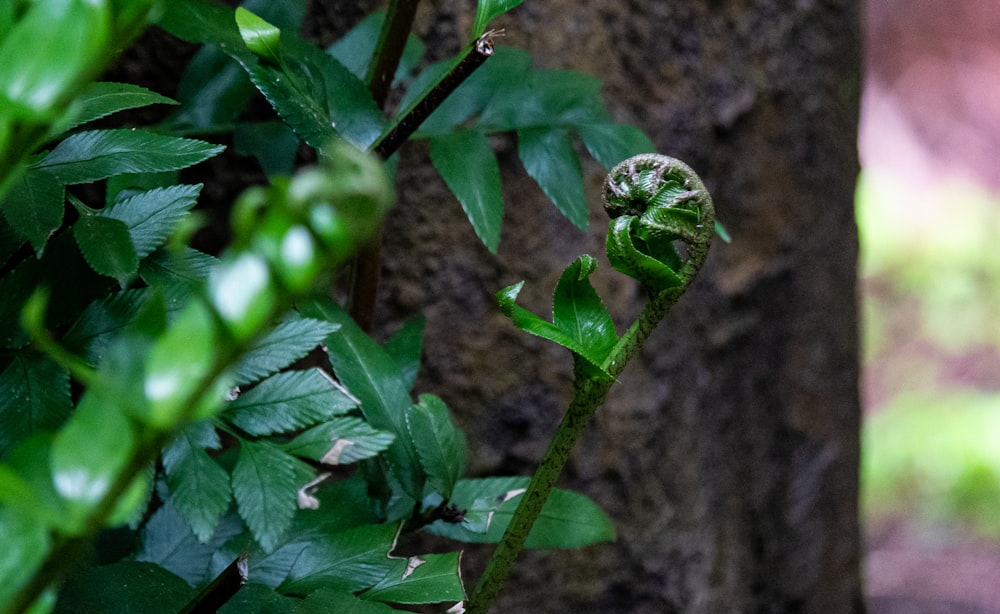 a green plant growing on the side of a tree