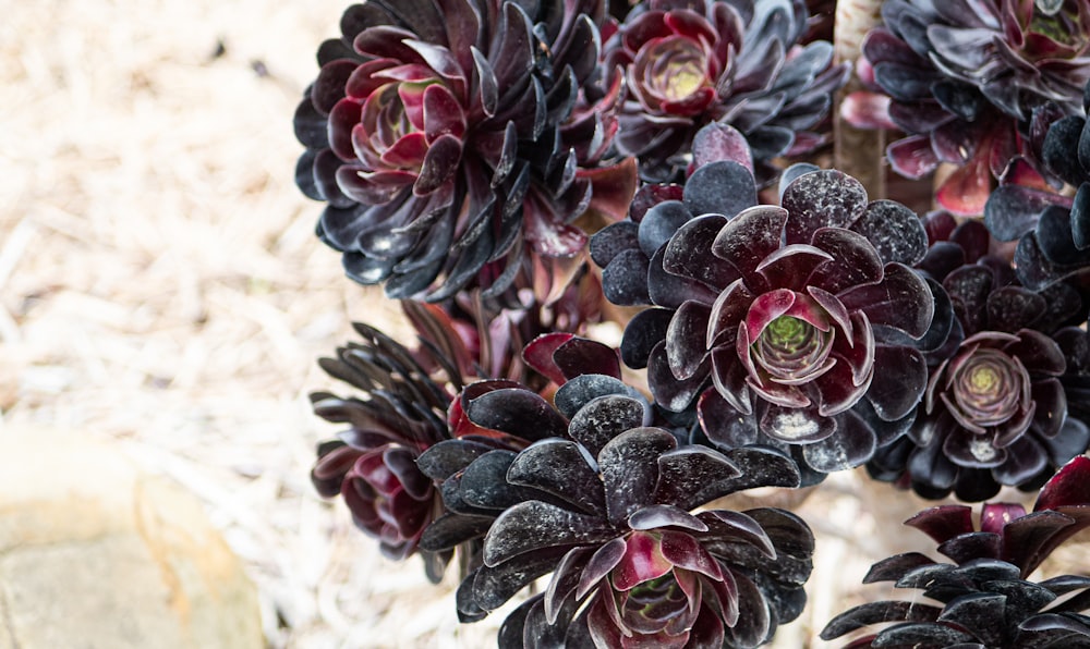 a close up of a bunch of flowers on a rock