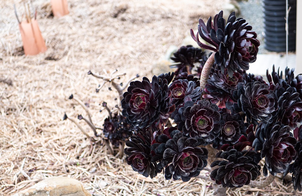 a bunch of flowers that are in the dirt