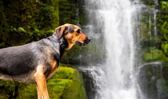 A dog stands in profile against a backdrop of a lush, green waterfall setting. The surroundings are vibrant with moss-covered rocks and cascading water. The dog appears attentive and calm.