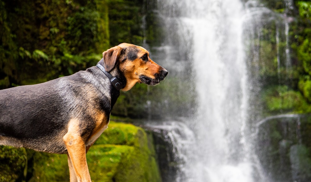 a dog standing in front of a waterfall