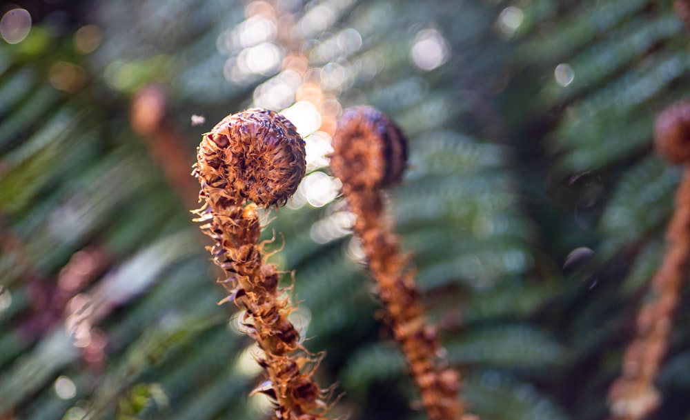 a close up of a plant with a blurry background