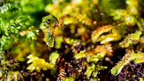 Close-up of rugged mountain rocks with morning dew sparkling.